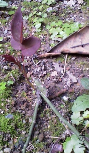 QQͼƬ20140404172950.jpg