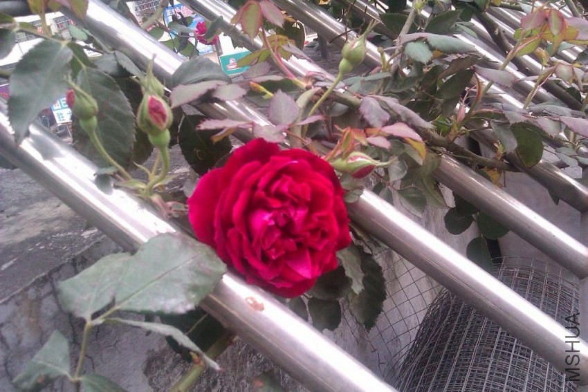 Ũ����õ���ղ�ʿ��Frau Dr. Schricker.JPG