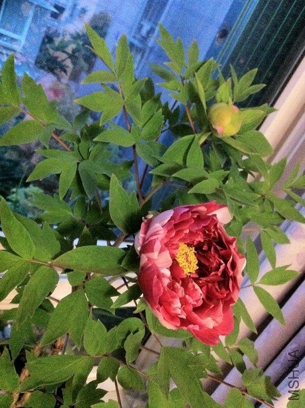 �����Ǹ���С����