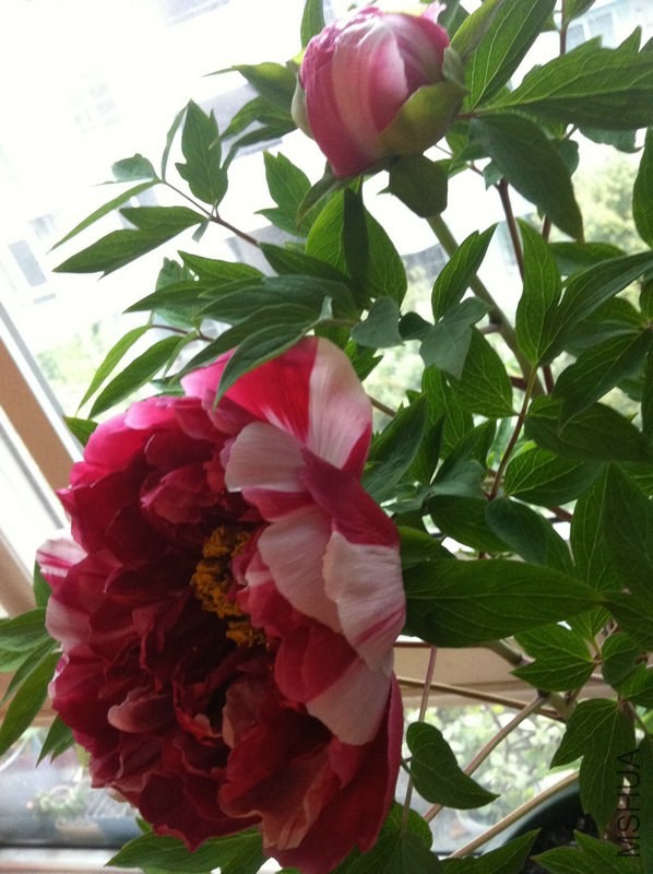 ������ɫ�ˣ��ۺ�Ӱ�