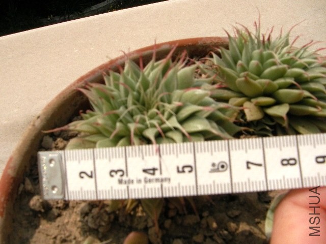 SANY0436.JPG
