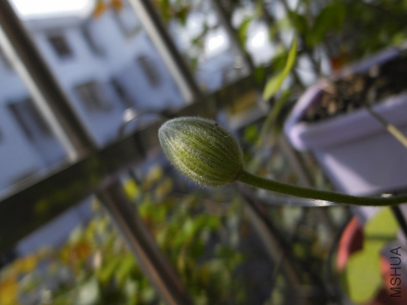 ���磬���Ƹ��