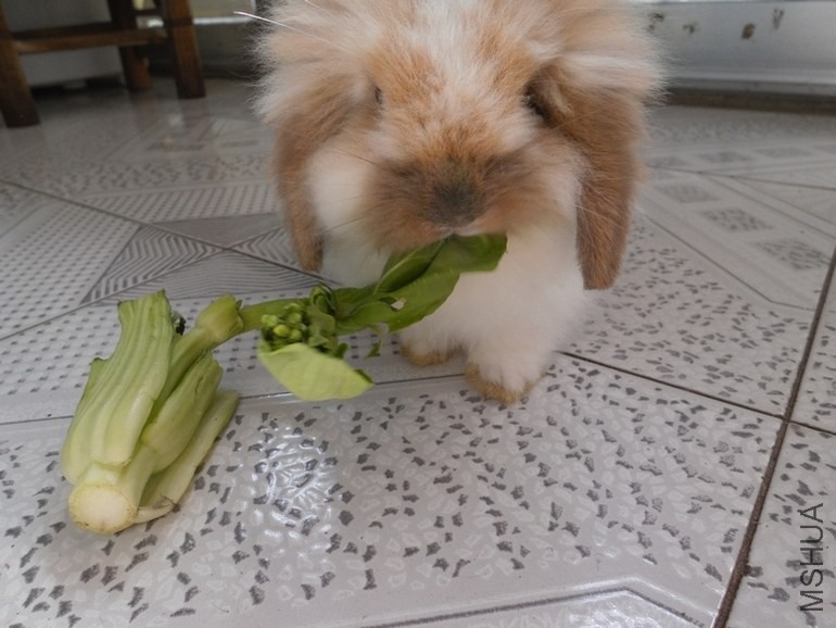 ������ֻ���óԵĲſж���������