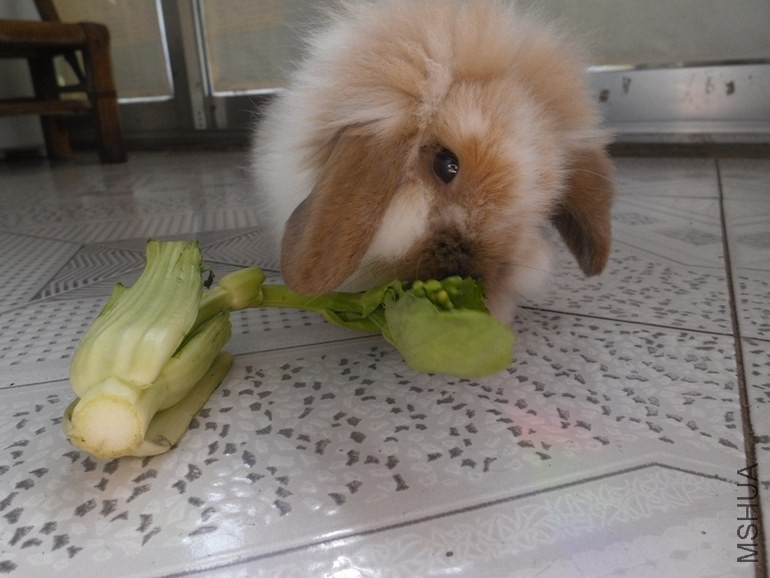 ��ʲô������ź��ʣ�Ĳ˰��Ӽǵ��Լ����˳��������˷ѣ�