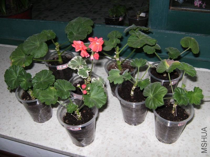 PICT0018.jpg