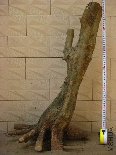 ԭ1.jpg