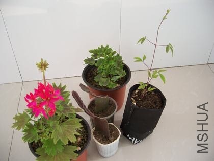 100_4642.JPG