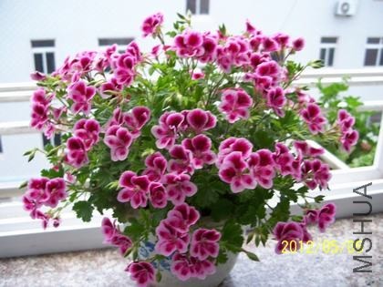 100_4007.JPG