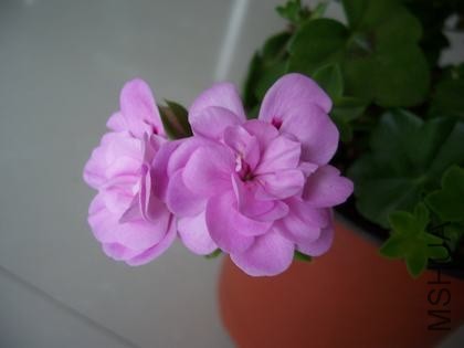 100_4636.JPG
