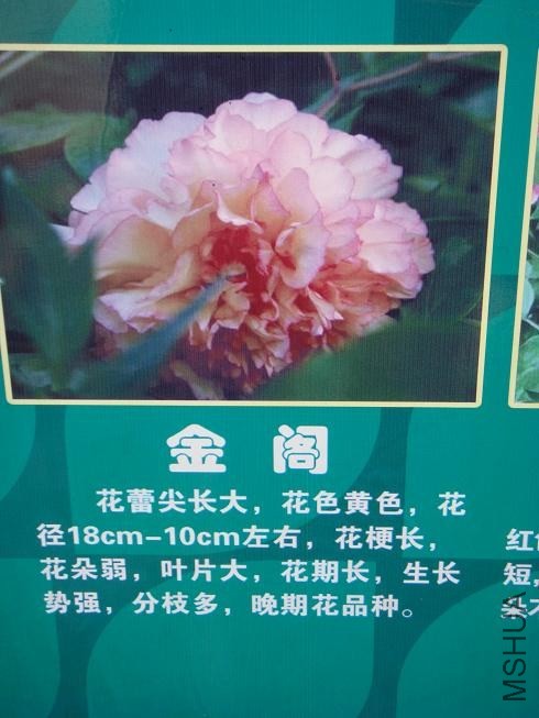 DSC01513.JPG