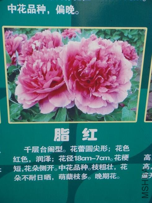 DSC01514.JPG