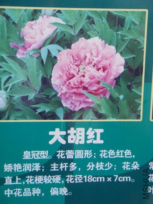 DSC01515.JPG
