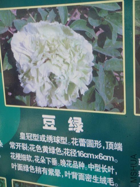 DSC01516.JPG