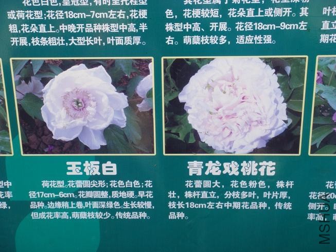 DSC01519.JPG