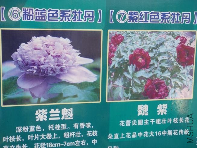 DSC01521.JPG