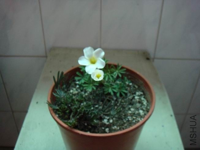 ������С DSC05606.JPG