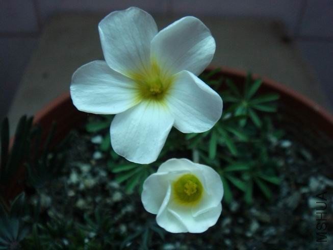 ������С DSC05607.JPG