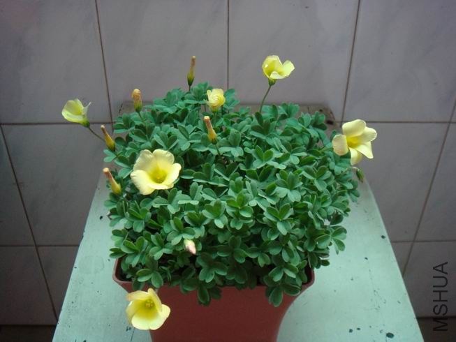 ������С DSC05608.JPG