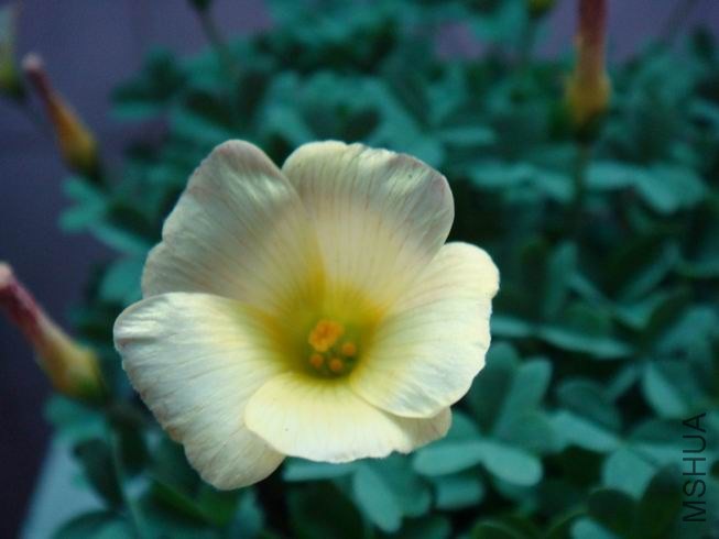 ������С DSC05609.JPG