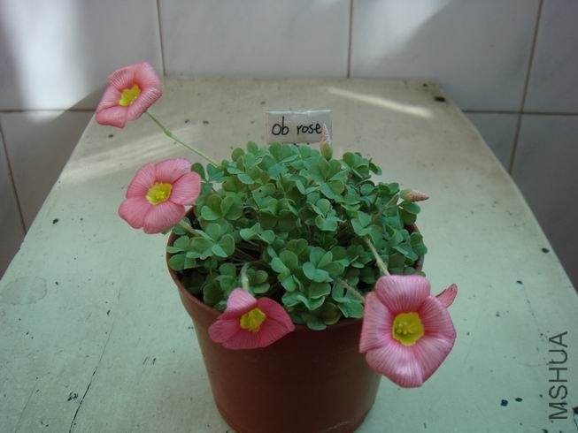 ������С DSC05635.JPG