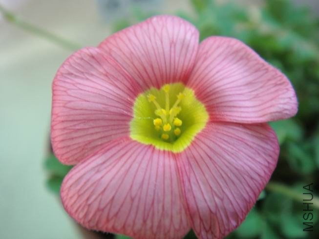 ������С DSC05636.JPG