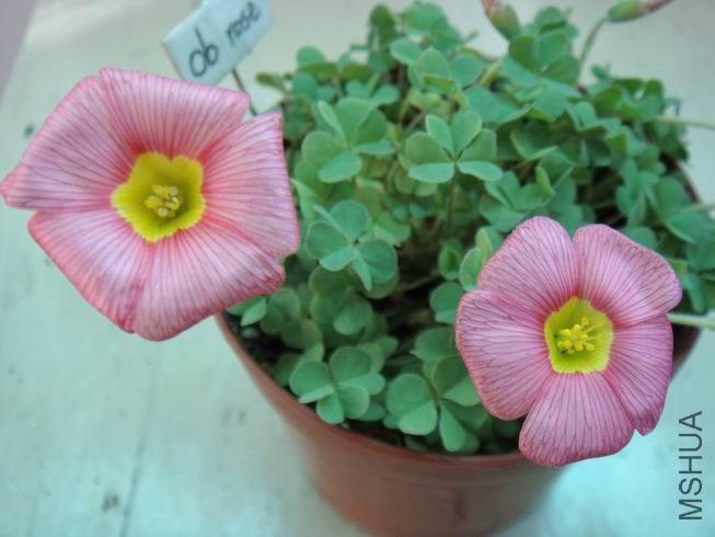 ������С DSC05637.JPG