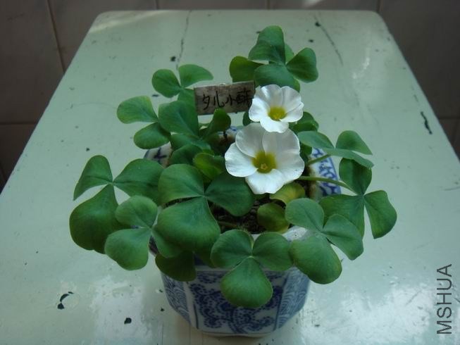 ������С DSC05638.JPG