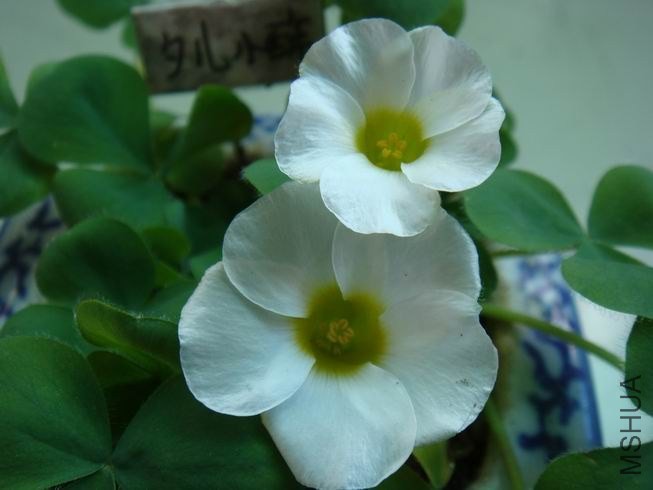 ������С DSC05639.JPG