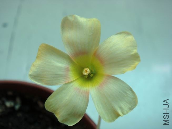 ������С DSC05641.JPG