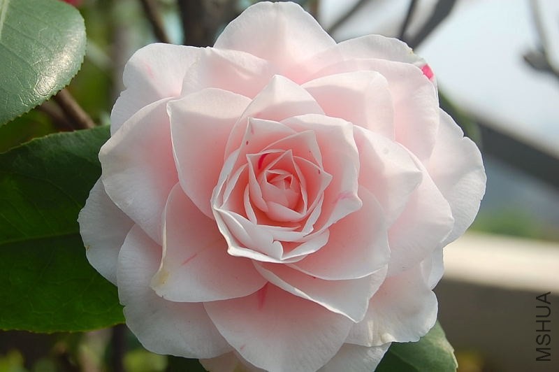 DSC_02070207.JPG
