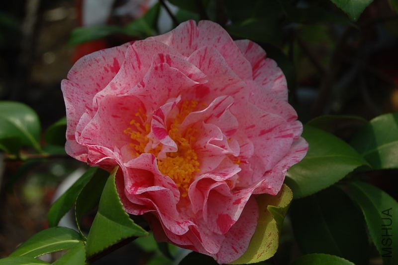 DSC_02580258.JPG
