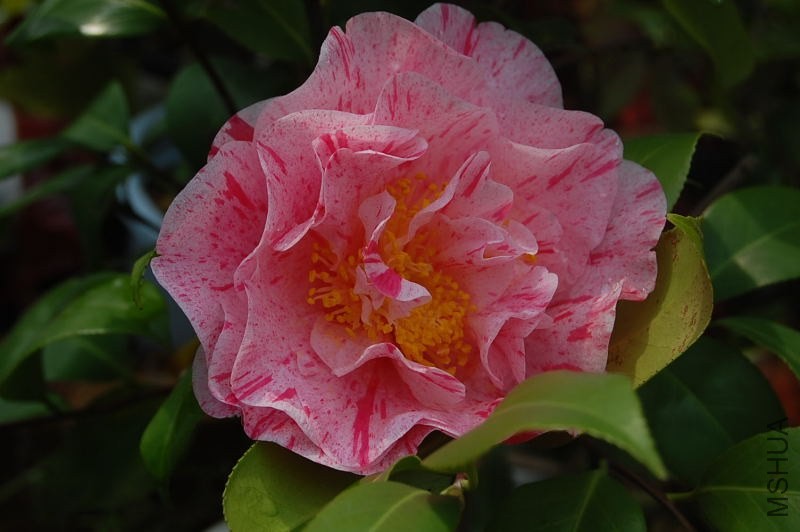 DSC_02710271.JPG