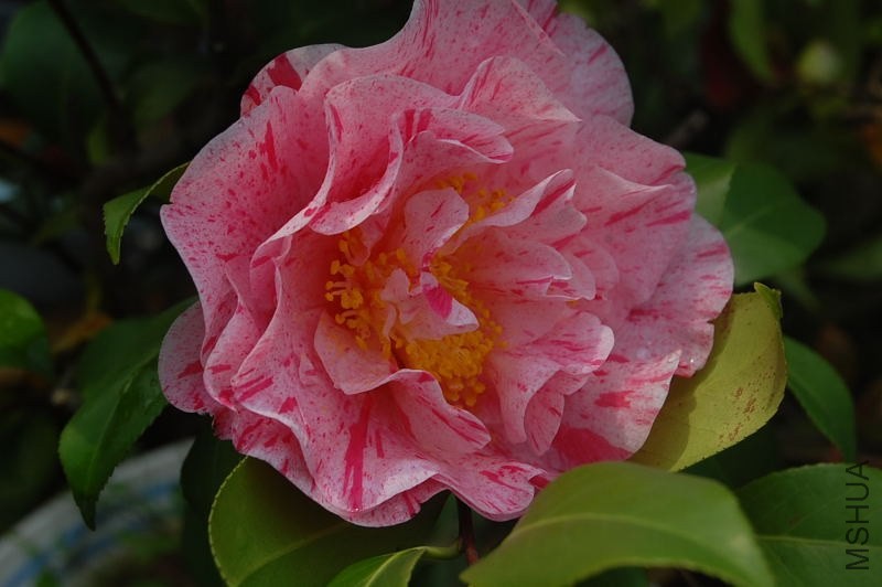 DSC_02660266.JPG