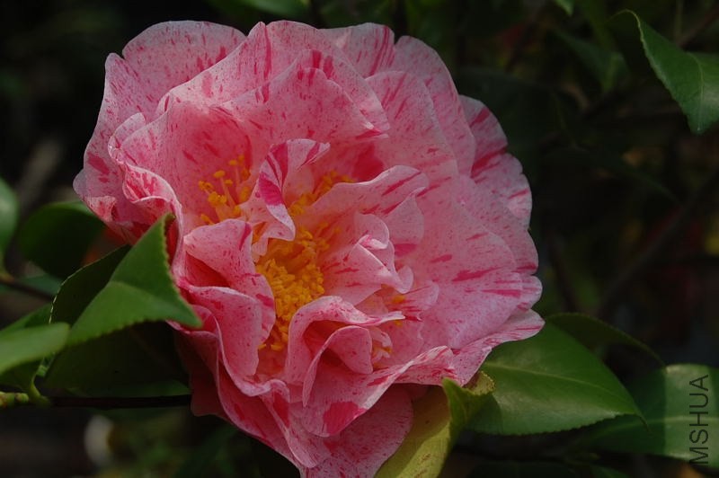 DSC_02630263.JPG