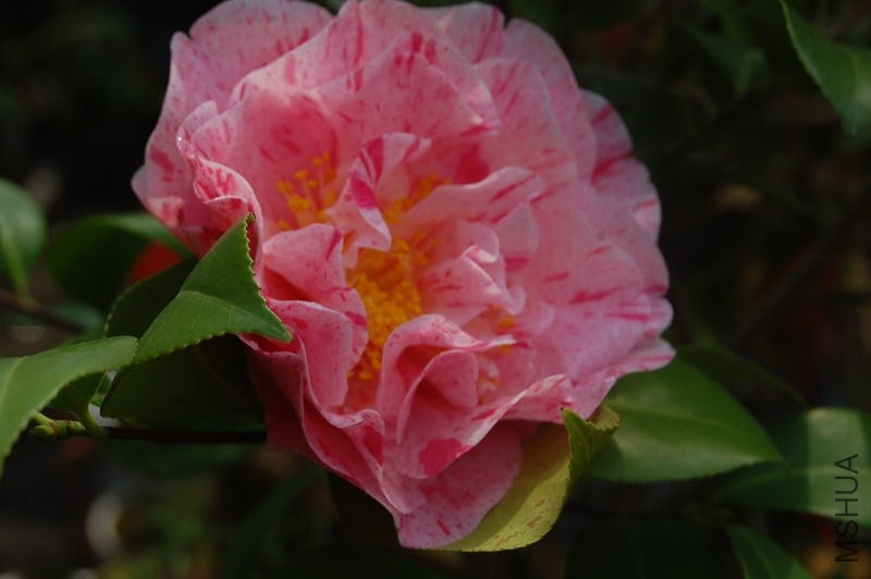 DSC_02620262.JPG