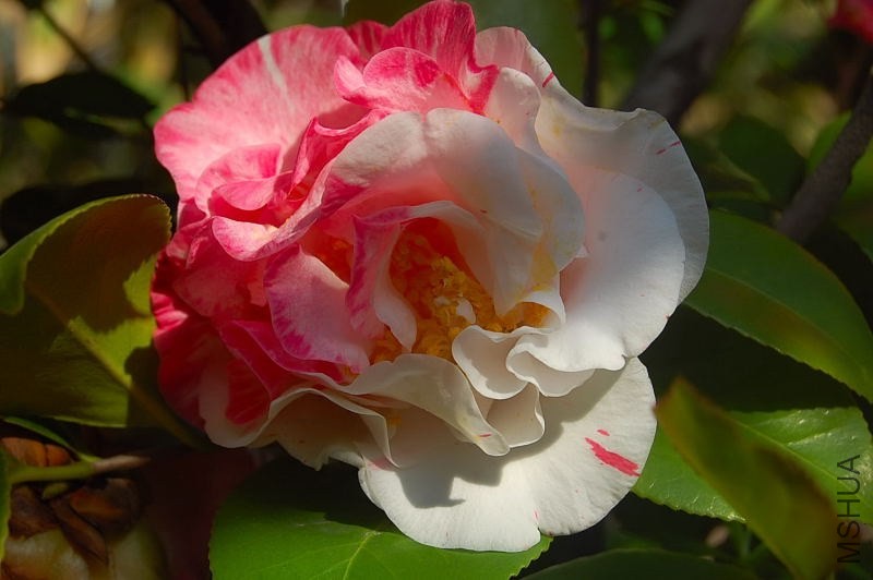 DSC_00620062.JPG