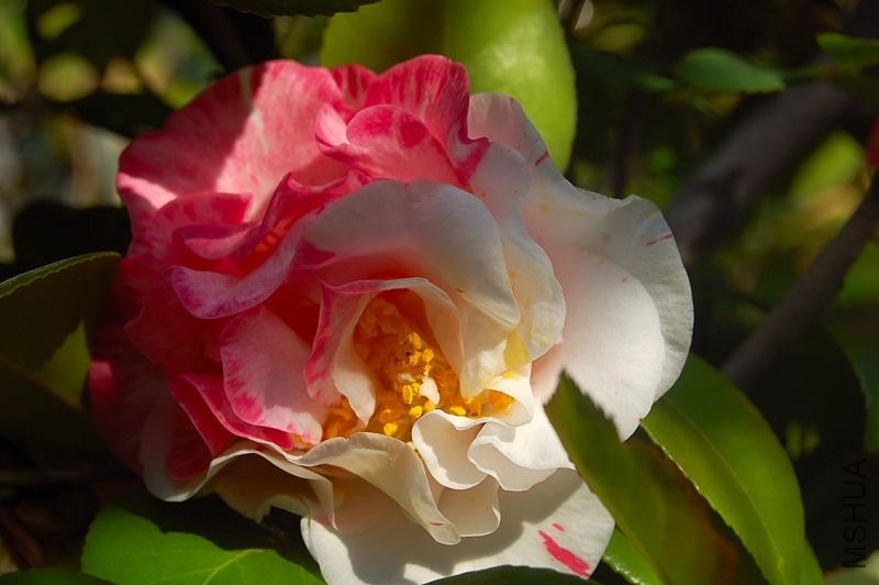 DSC_00630063.JPG