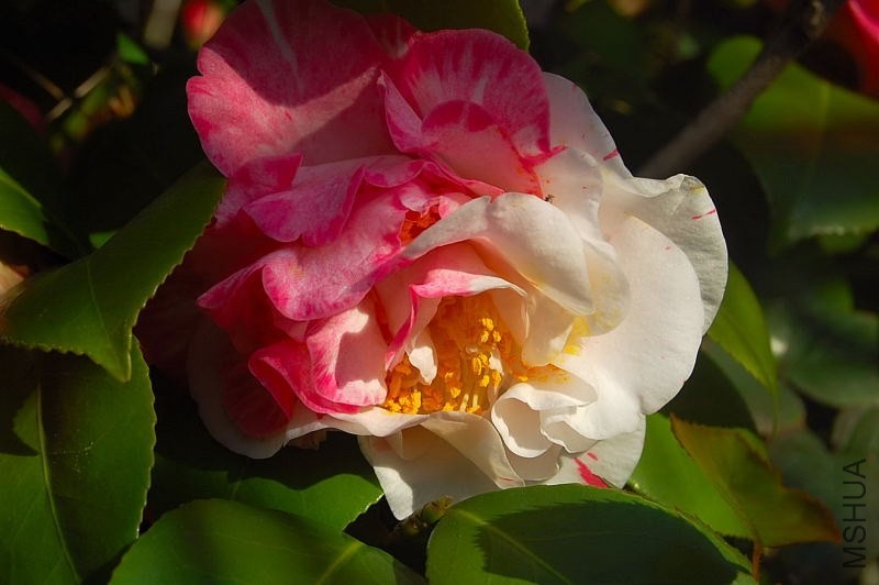 DSC_00770077.JPG