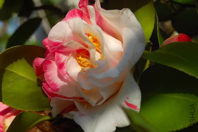 DSC_00710071.JPG