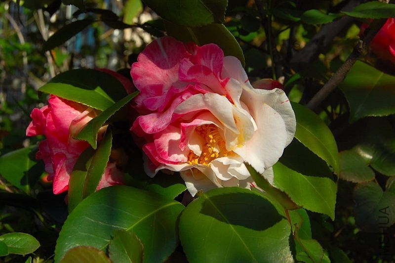 DSC_00810081.JPG