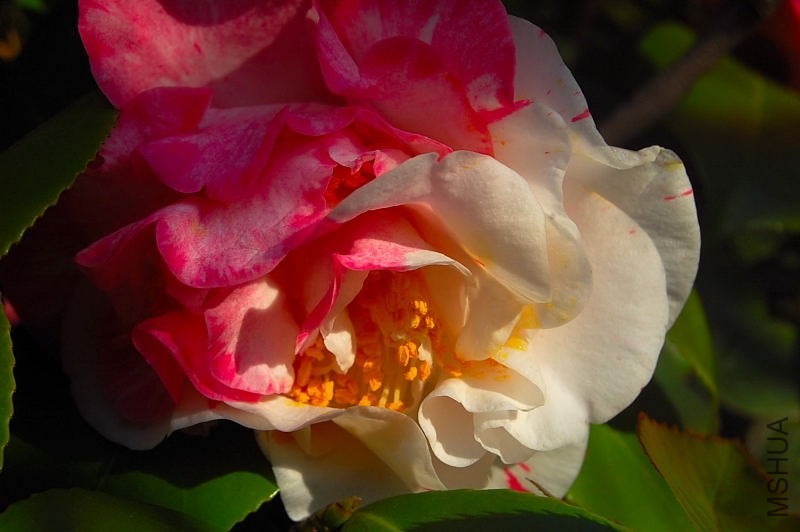 DSC_00830083.JPG