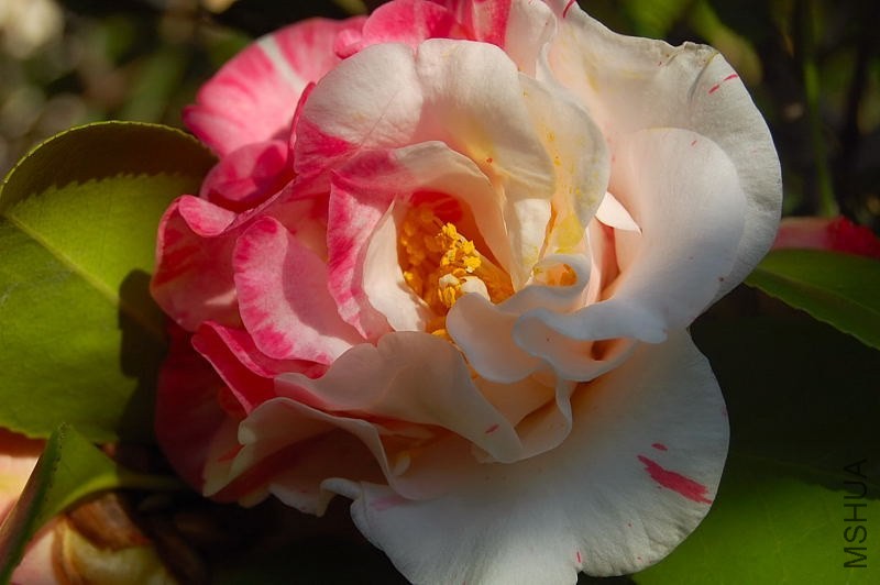 DSC_00740074.JPG