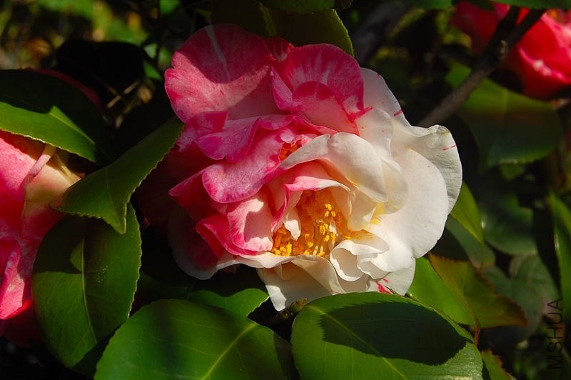 DSC_00790079.JPG