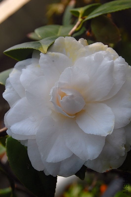 DSC_02460246.JPG