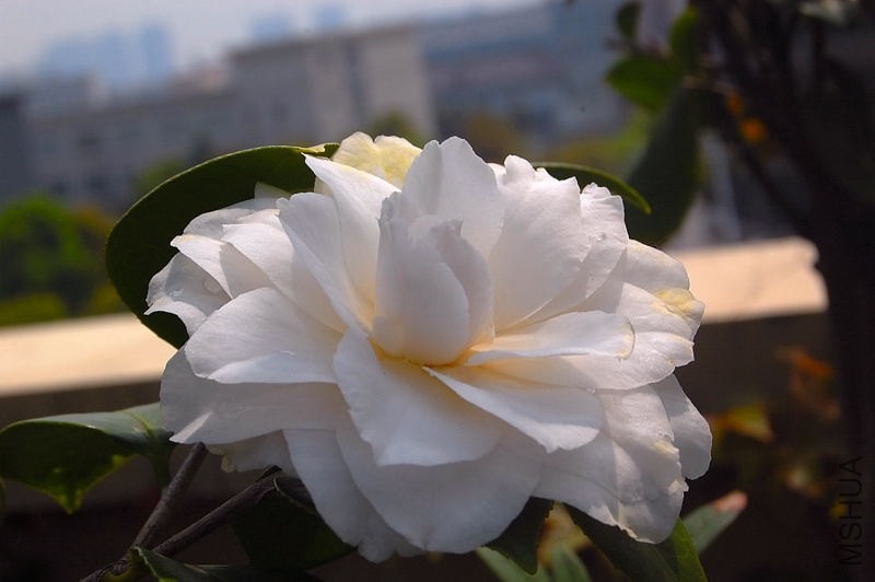 DSC_02490249.JPG