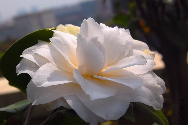 DSC_02470247.JPG
