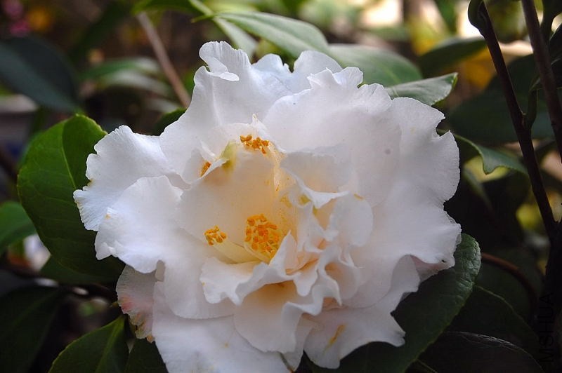 DSC_02550255.JPG