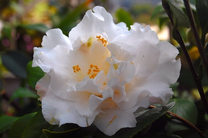 DSC_02540254.JPG