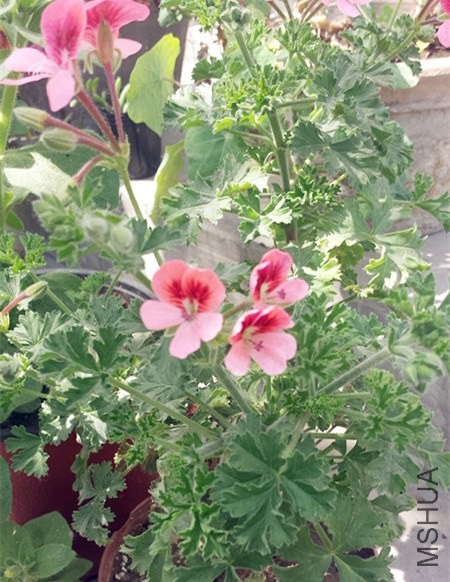 20140405_133550_����.jpg