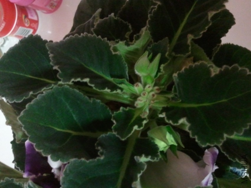 2014-04-05 20.43.23.jpg